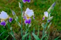 Irises flowers on a blurred background in the garden in summer, closeup. White with purple iris flowers bloom in nature Royalty Free Stock Photo