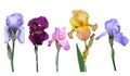 Irises flowers Royalty Free Stock Photo
