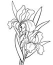 Irises flowers with leaves. Botanical illustration. Line drawing. For coloring
