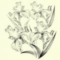 Irises.Wallpaper. Flowers, leaves, stems and buds of irises. Use printed materials, signs, items, websites, maps, posters, postcar