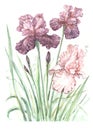 Irises flowers spring blooming. Hand painted watercolor illustration.