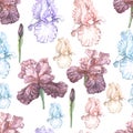 Irises flowers spring blooming. Hand painted watercolor illustration. Royalty Free Stock Photo