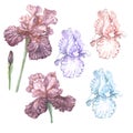 Irises flowers spring blooming. Hand painted watercolor illustration. Royalty Free Stock Photo