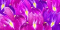 Irises flowers. Spring bright, floral background. Close up Royalty Free Stock Photo