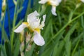 Irises flowers are white with yellow in drops of water after rain Royalty Free Stock Photo