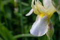 Irises flowers are white with yellow in drops of water after rain Royalty Free Stock Photo