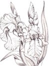 Irises of Graphic. Handiwork Illustration.