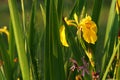 Irises among the greenery in the dew Royalty Free Stock Photo