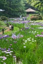 Irises in Meiji Shrine in Tokyo