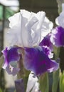 Irises Purple and white (lat. ÃÂris) flowerbed flowers, perennial, spring flower