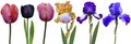 Irises tulips Royalty Free Stock Photo