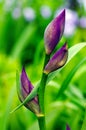 Irises Royalty Free Stock Photo