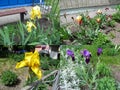 A set of four photos of yellow, blue-violet and burgundy irises who growing in the garden