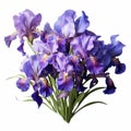 Realistic Flowering Iris Bouquet On White Background