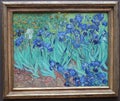 Irises by Vincent van Gogh in Getty Center, Los Angeles