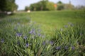 Irises