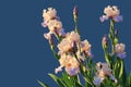 IrisesFlowers of two-colored irises isolated on a blue background. Free place copy space for inscription