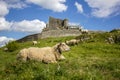 Irish castle with a cheep Royalty Free Stock Photo