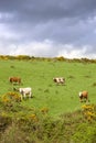 Irish cattle grazing in a field on a hill Royalty Free Stock Photo