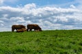 Irish cattle grazing near the famous Cliffs of Moher, Ireland