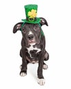 Irish Celebration Puppy Dog Royalty Free Stock Photo