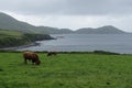 Irish Coast Landscape