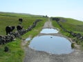 Irish Country Road Royalty Free Stock Photo