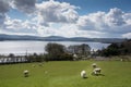 Irish countryside with sheep and farmland next to lake