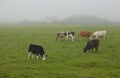 Irish cows in the fog