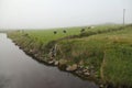 Irish cows in the fog