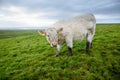 Irish cows grazing