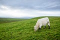 Irish cows grazing