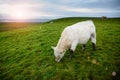 Irish cows grazing