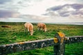 Irish cows grazing in green meadow. Royalty Free Stock Photo