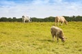 Irish cows grazing - image with copy space