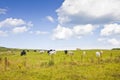 Irish cows grazing - image with copy space