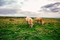 Irish cows on green pasture.