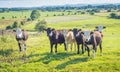 Irish Cows in a Meadow