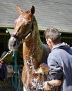 Irish Danzing Bathing on the Saratoga Backstretch Royalty Free Stock Photo