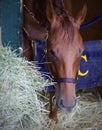 Irish Danzing by Danza in her Stall Royalty Free Stock Photo