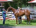 Irish Danzing in the Paddock