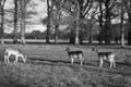 Irish deer walking in a park in Dublin