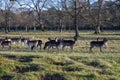 Irish deer walking in a park in Dublin