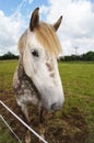 Irish Draught Horse Royalty Free Stock Photo