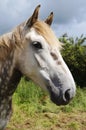 Irish Draught Horse Royalty Free Stock Photo