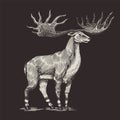 Irish elk or Giant deer or Great Horn. Prehistoric mammals. Extinct animal. Vintage retro vector illustration. Doodle