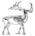 Irish Elk, vintage illustration