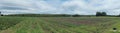 An Irish field in early spring