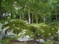 Irish forest