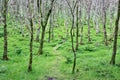 Irish forest, County Wicklow, Ireland